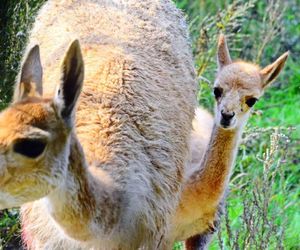 Zoo warto odwiedzić jesienią. Jest kilka powodów