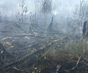 Lubelskie: Strażacy przez kilka dni walczyli z pożarem lasu. Do pomocy użyto nawet samolotu [GALERIA]