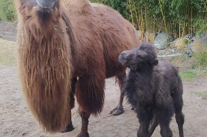 W opolskim zoo urodził się nowy wielbłąd