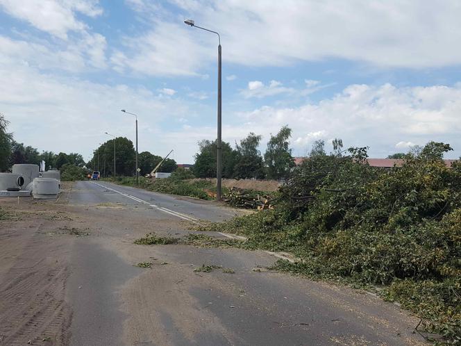 Były starsze od niejednego mieszkańca Leszna.  Z ul. Szybowników znikają dorodne lipy