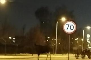 Łosie w środku Białegostoku. Biegały przy Auchan. Doszło do zderzenia