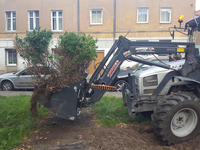 Bukszpany zrobiły miejsce na nowy pomnik w Lesznie. Poświęcony będzie żołnierzom generała Józefa Hallera