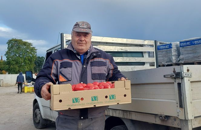 Samozbiory pomidorów na plantacji w Niewirkowie cieszą się powodzeniem
