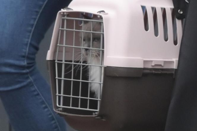 Limuzyną SOP zawiozła kota do weterynarza