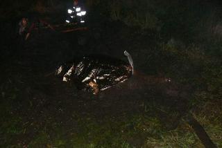 Baśka ugrzęzła w bagnie! Strażacy uratowali tonącego konia