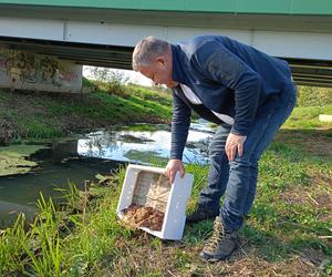 W rzece Liwiec nowy dom znalazło 400 osobników raka szlachetnego