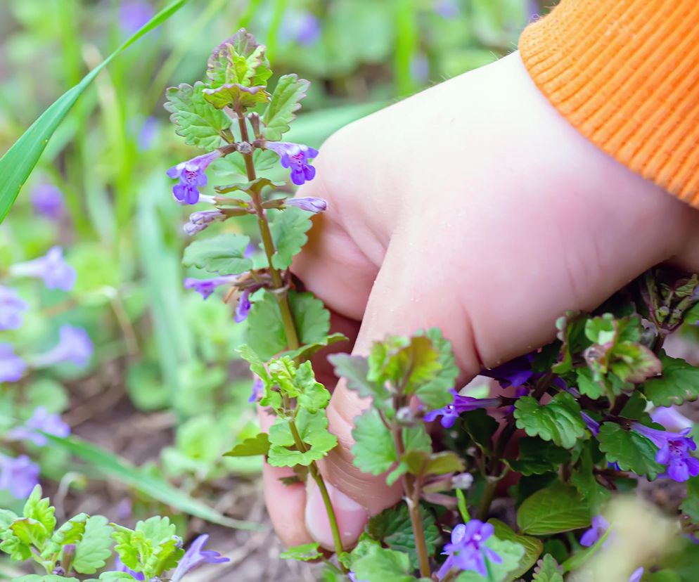 Poprawia cerę, leczy reumatyzm, oczyszcza organizm. Popularny chwast możesz zjeść nawet na kanapce