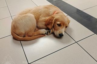 Wygląda jak maskotka, a będzie bohaterem. Strażacy mają nowego psa ratowniczego