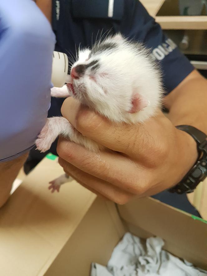 Policjanci zaopiekowali się czterema porzuconymi kociakami