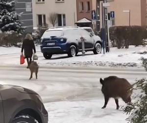 Dziki zaatakowały kobietę w centrum Jaworzna 