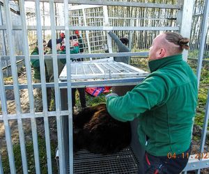 Mieszkaniec Częstochowy trzymał niedźwiedzia w niewoli. Trafił do zoo w Poznaniu