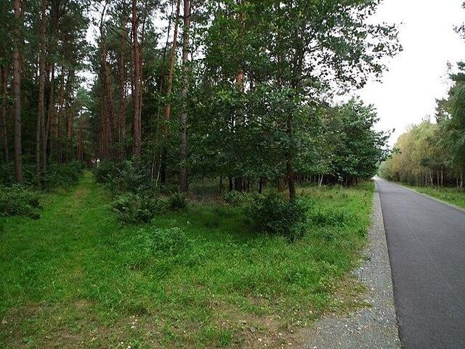 Puszcza Zielonka i Jezioro Głębocko
