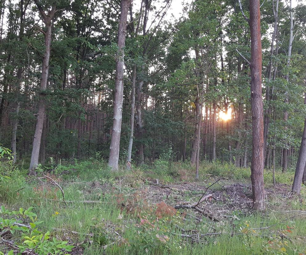 Mieszkaniec powiatu górowskiego ukradł z lasu... fotopułapki