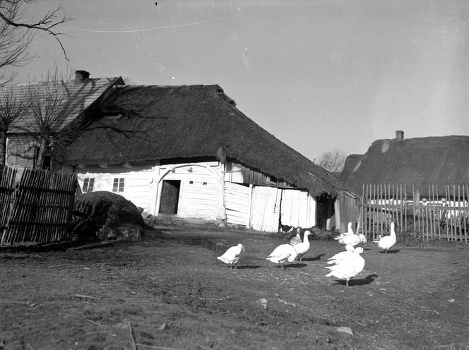 Wiejskie obejście. Przed domem pasą się gęsi. 1930