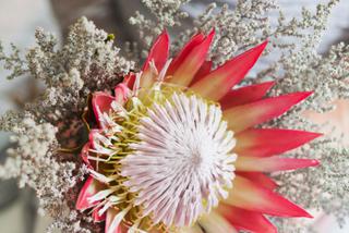 protea krolewska kwiat