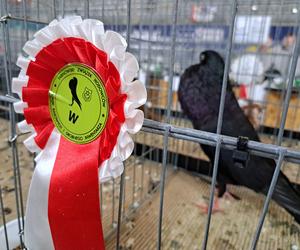 Wystawa gołębi i królików rasowych oraz ozdobnego drobiu - Tarnów 2022