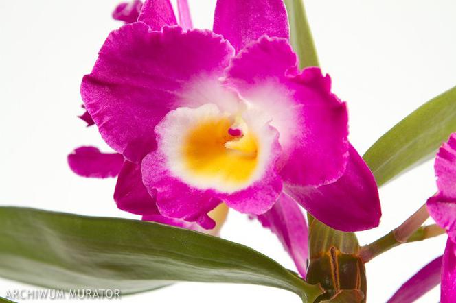 Storczyk Dendrobium