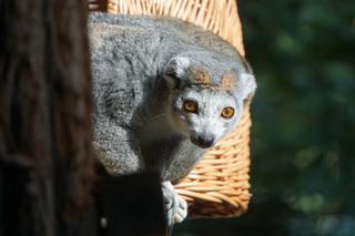 Lemury koroniaste we wrocławskim zoo