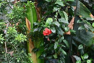 Ogród botaniczny wśród wieżowców