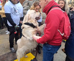 33. Finał WOŚP z grupą krakowskich Golden Retrieverów