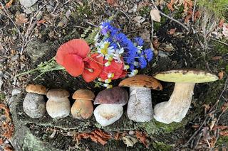 Wysyp grzybów w dolnośląskich lasach. Piękne okazy są m.in. pod Wrocławiem 