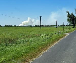 Pożar lasu pod Toruniem! Strażacy i helikopter z wodą w akcji