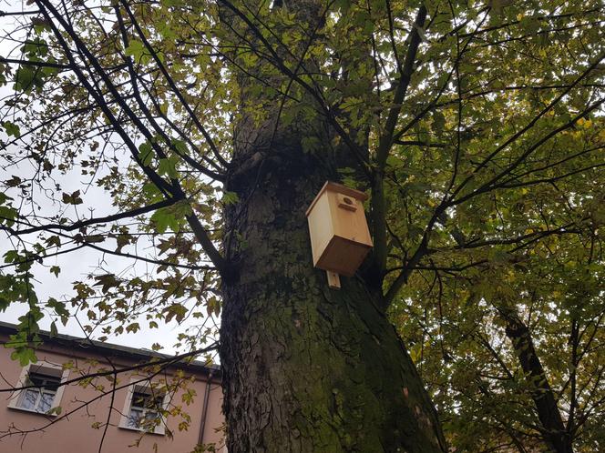 Rośliny posadzone, brakuje tylko kilku elementów. Skwer dr. Kuźniaka w Lesznie prawie gotowy