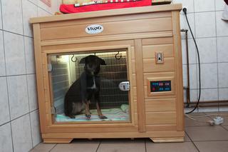 USG I INKUBATOR DLA PSIAKÓW.