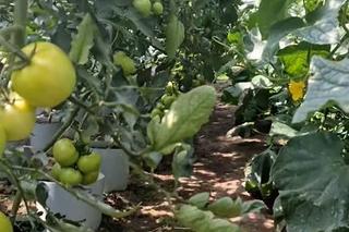 Szklarnia rodziców Marcina Mroczka (Piotrek w M jak miłość) 