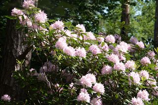 Pielęgnacja rododendronów. Jak dbać o rododendrony, by dobrze rosły i obficie kwitły?