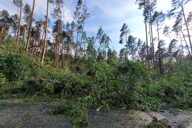 Potężna nawałnica przeszła przez Bory Tucholskie. Powalone drzewa, zablokowane drogi