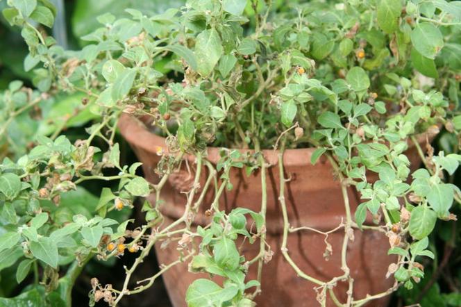 Ashwagandha (indyjski żeń szeń)