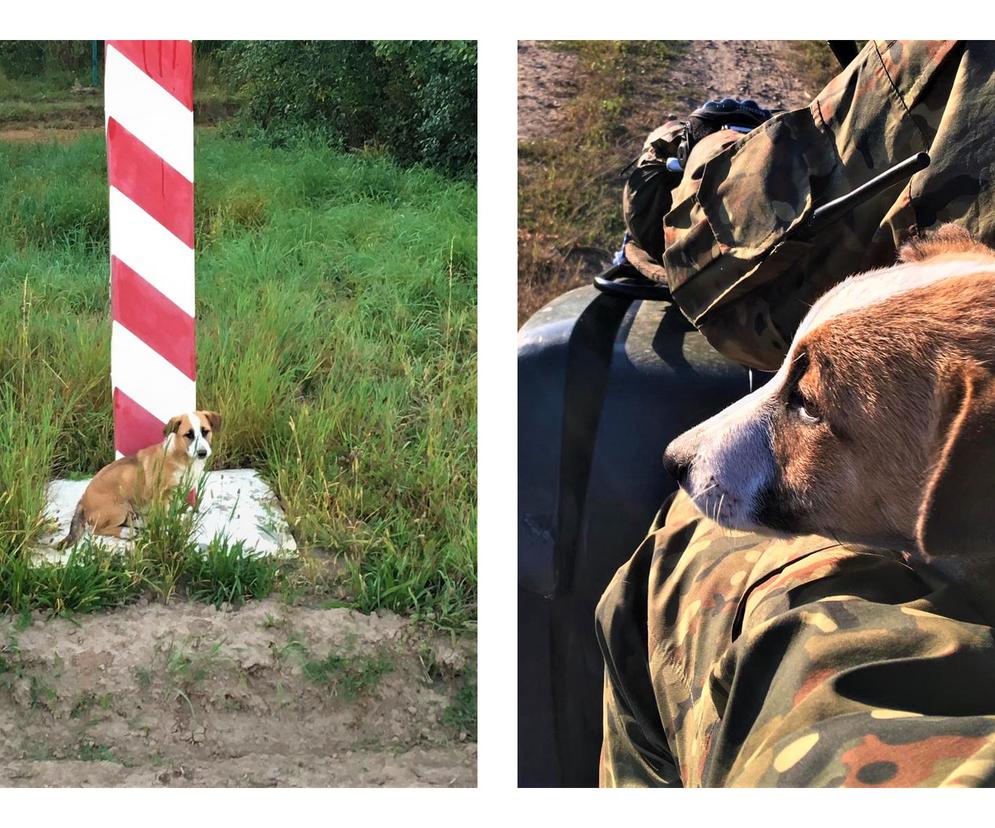 Strażnicy Graniczni znaleźli psa. Lucky ma już nowy dom [GALERIA]