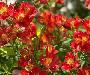 Alstroemeria