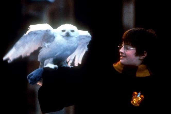 Harry Potter – powstał nowy rozdział i jest wyjątkowy!