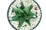 Haworthia limifora variegata