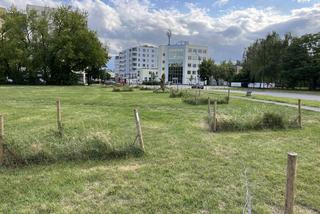 Drzewa zniknęły ze skweru przy ul. Mińskiej