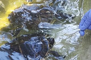 Światowy Dzień Żółwia