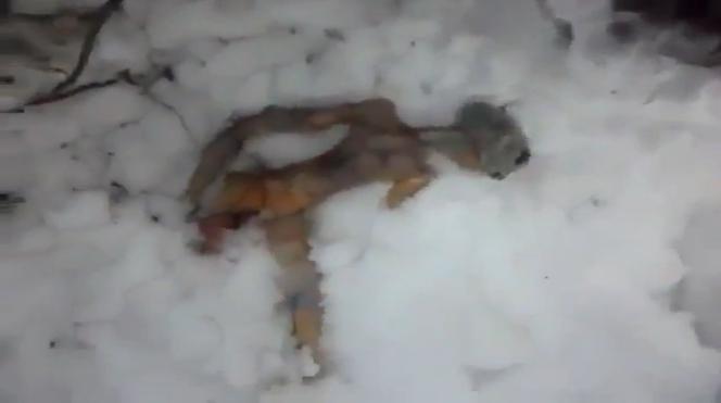 Znaleźli kosmitę na Syberii