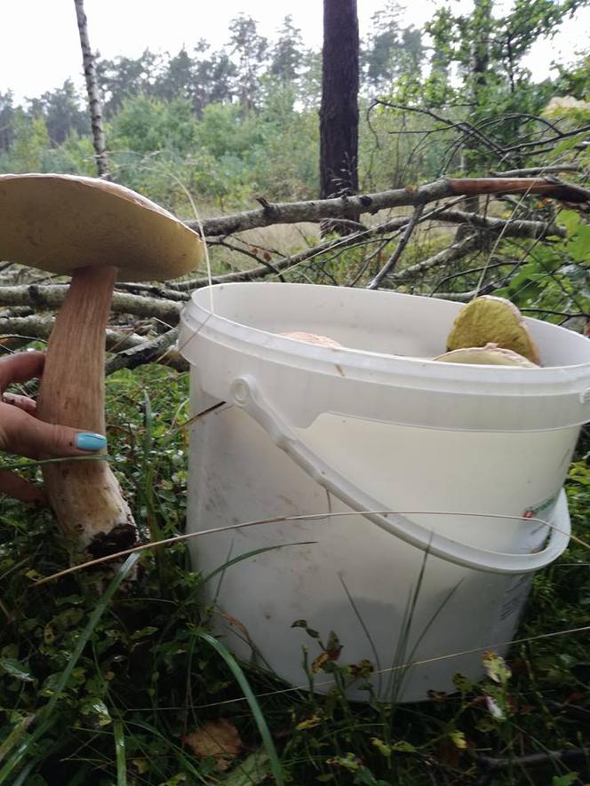 Grzybobranie 2017 w Bydgoszczy i okolicach [ZDJĘCIA CZYTELNIKÓW]