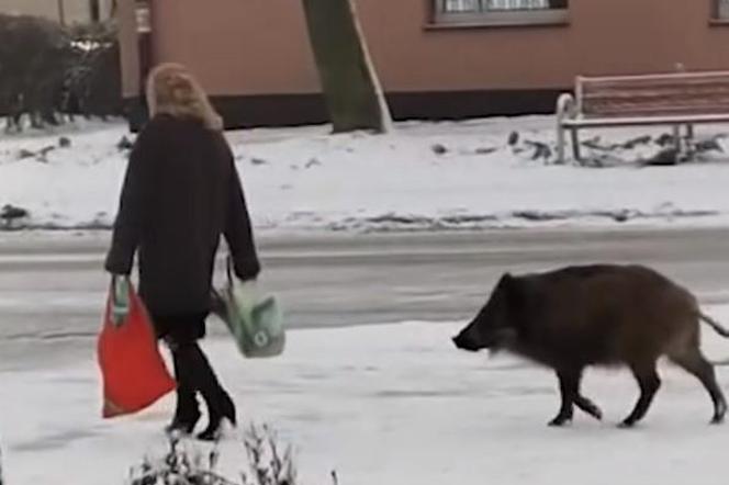 Dziki zaatakowały kobietę w centrum Jaworzna 