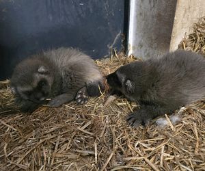Rosomakowy baby boom w Śląskim ZOO! Radosna nowina dla miłośników zwierząt