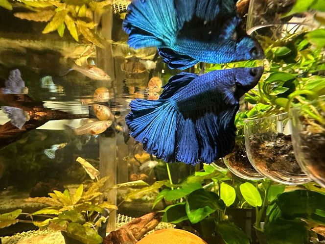Studio Akwarystyki Aqua Dreams w Bydgoszczy to miejsce z wielką pasją