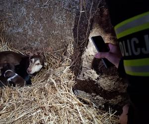 ​Policjanci przerwali dramat zwierząt w gminie Lipno. Były niedożywione, zapchlone, chore... 