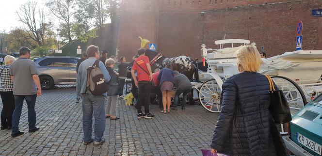 Kraków: Koń ciągnący dorożkę upadł pod Wawelem. Po chwili wrócił do pracy [ZDJĘCIA]