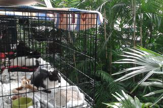 Koty pod palmami czyli wystawa kotów NIErasowych [WIDEO]