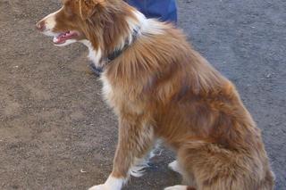 Te psy uwielbiają wspólną zabawę. Sprawdź, które rasy są najlepsze dla aktywnych [GALERIA]