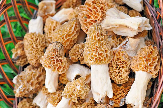 Popularne grzyby jadalne blaszkowate