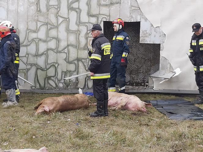 Wypadek ciężarówki przewożącej świnie w Wierzbicy koło Serocka