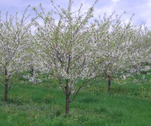 Wiśnia pospolita - Prunus cerasus